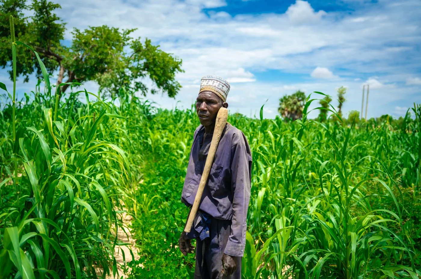 Agriculteur africain dans un champ de cultures vertes — illustration